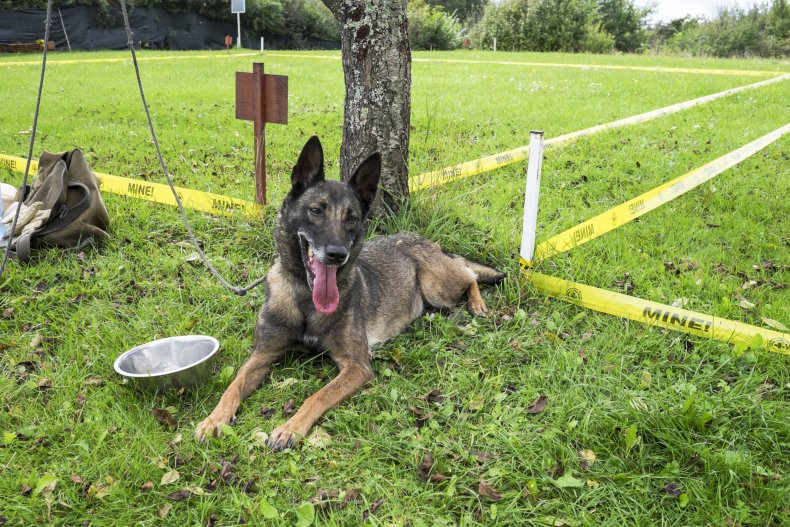 Belgian Shepherd