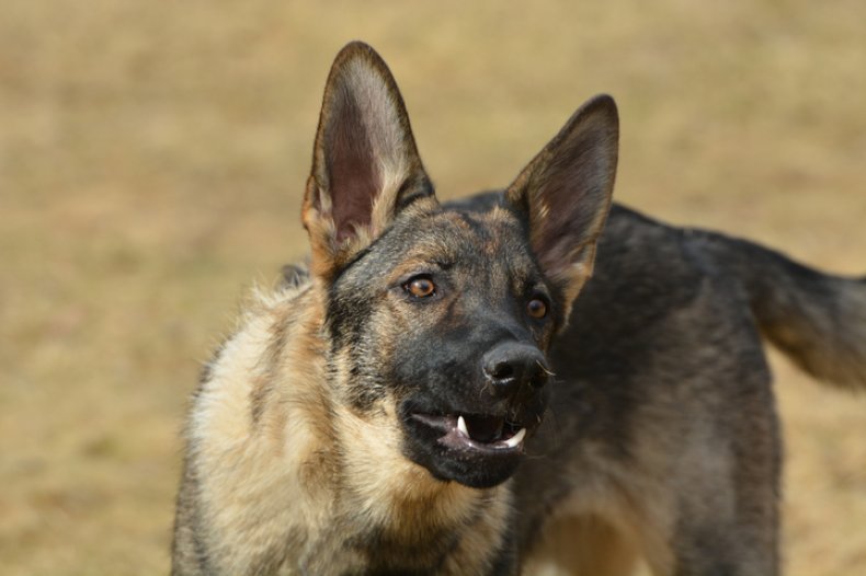 Stock photo: German shepard dog