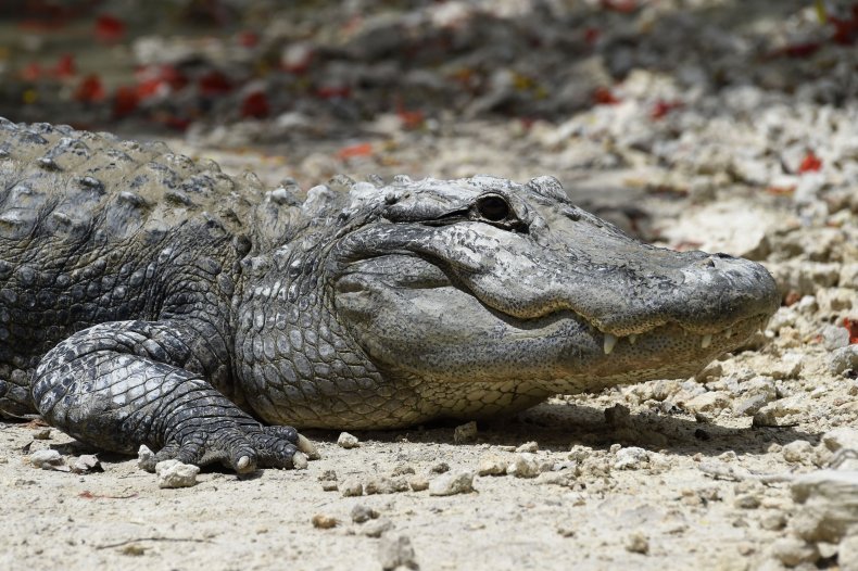 American Alligator
