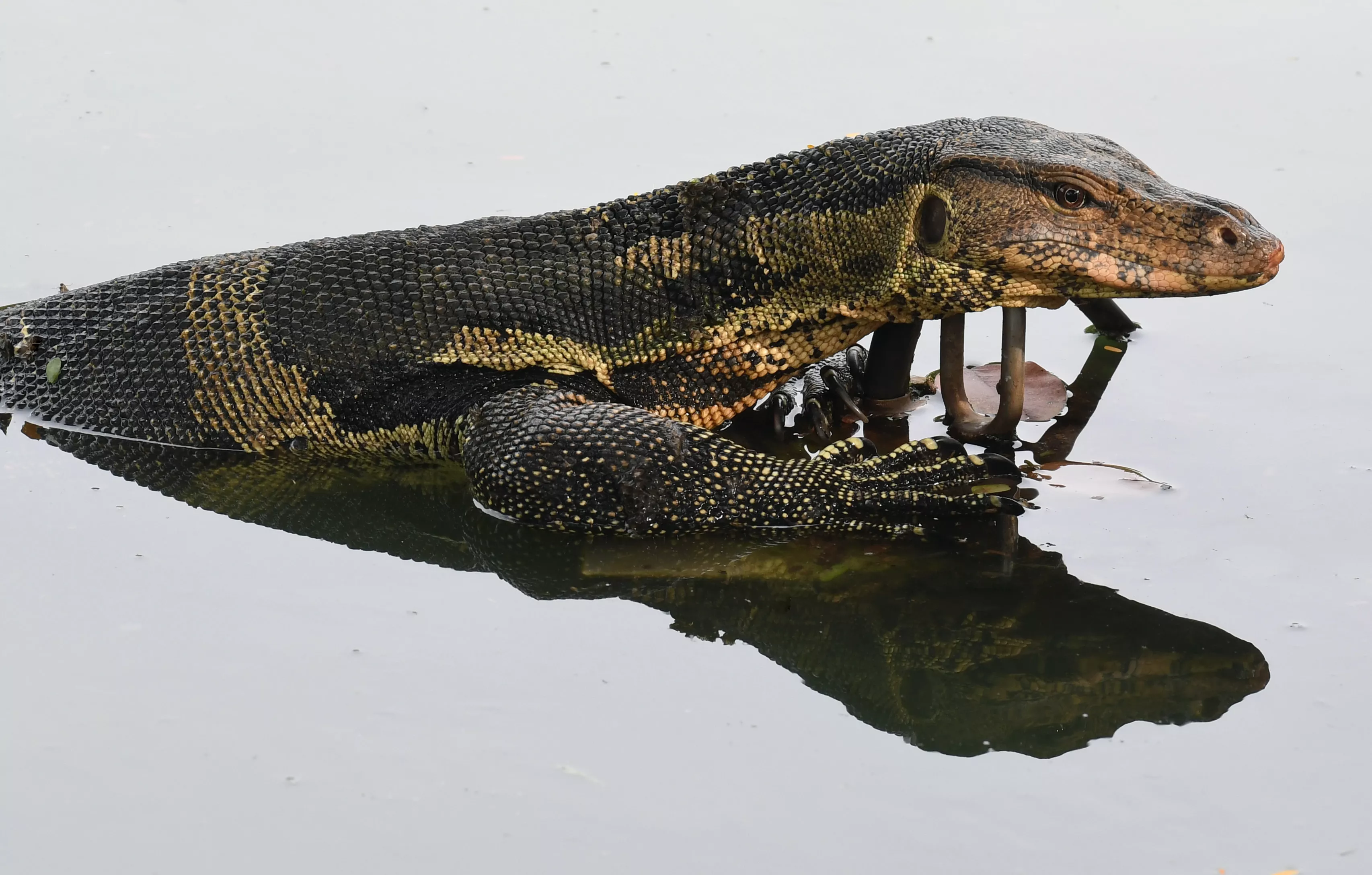 7 Foot Asian Water Monitor Lizard