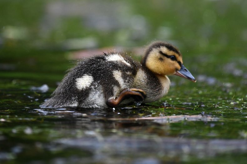 A duckling shakes water from its feathers
