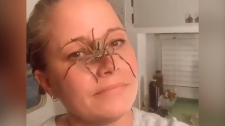 Spider (for video)
