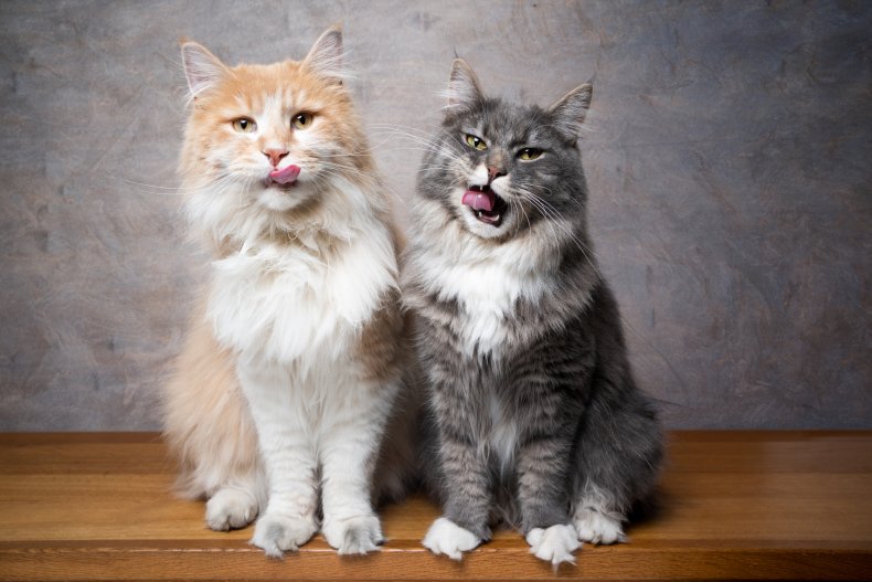 Two maine coon cats sitting down