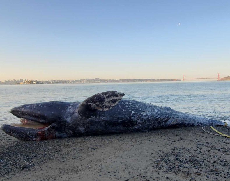 Dead Gray Whale - Marine Mammal Center
