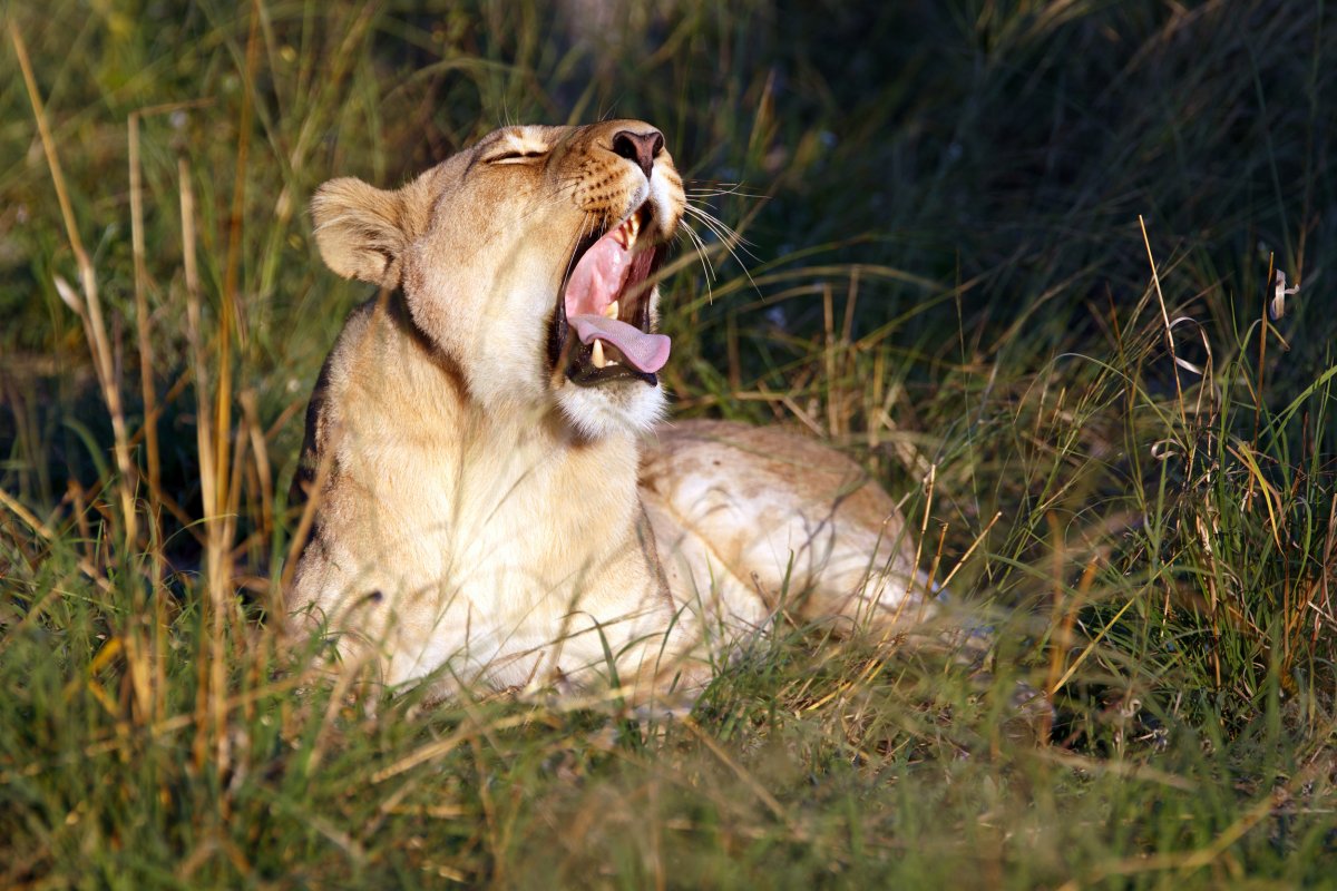 The significant of Lion's roar and why it is similar to human