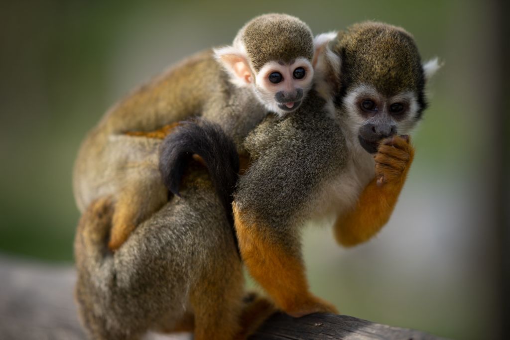 Police Hunt Monkeys Loose In Cincinnati Seen Swinging From Trees