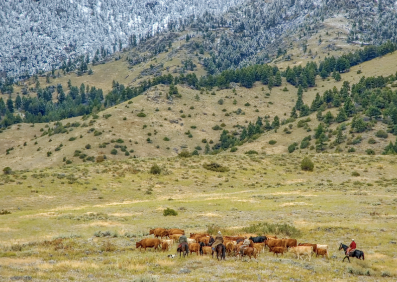 #29. Montana