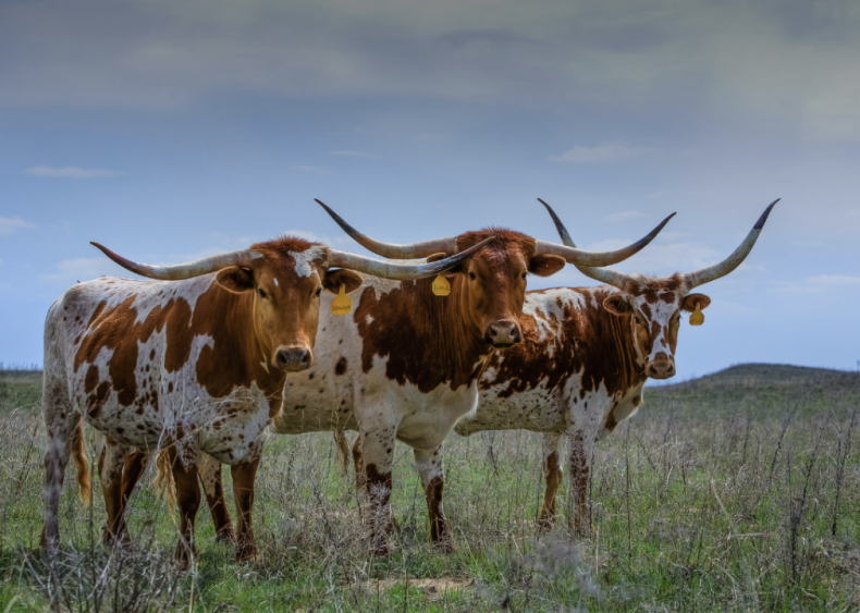 #23. Oklahoma