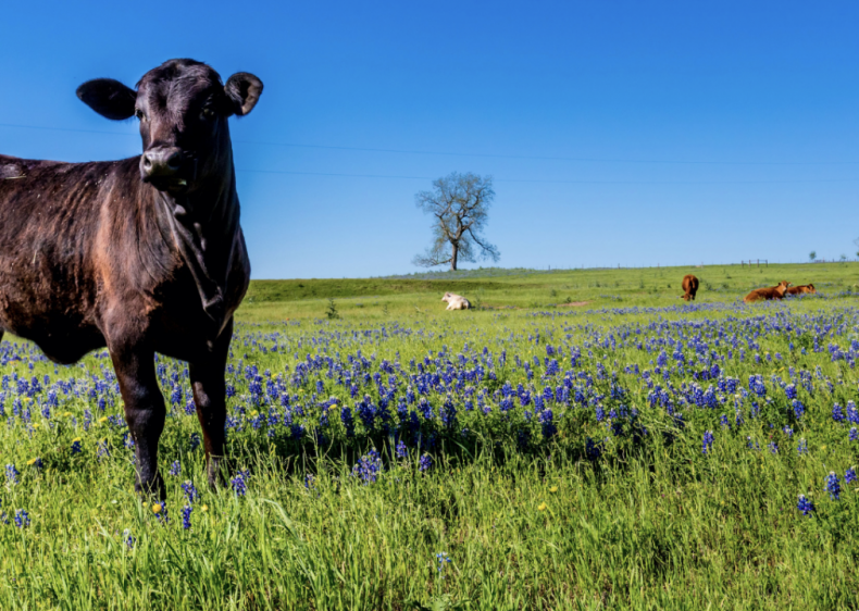 #3. Texas