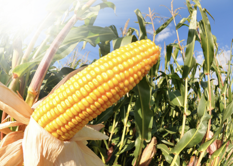 #2. Iowa