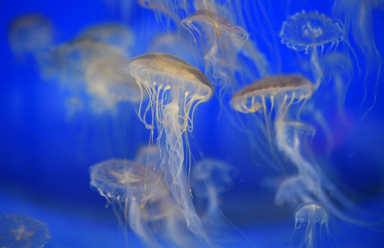 jellyfish tentacles