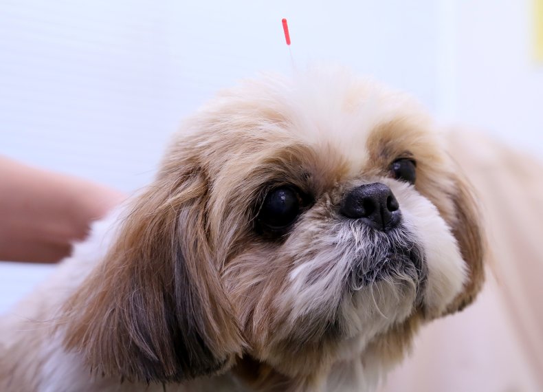 shih tzu dog