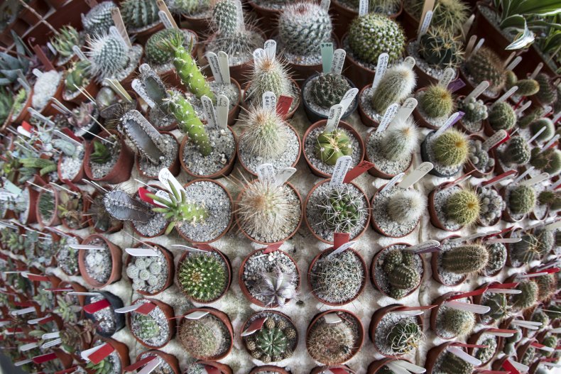 Cactus plants