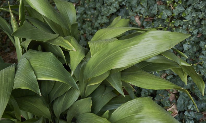 Cast-Iron Plant