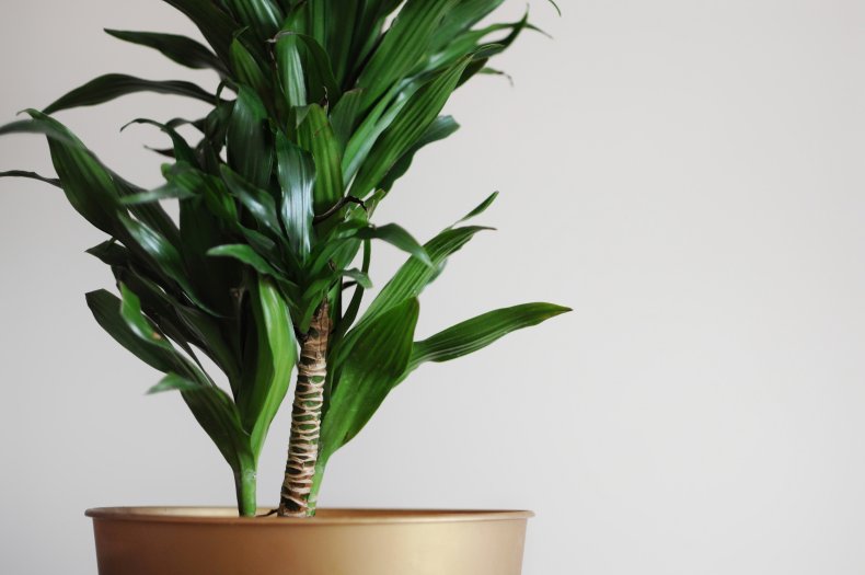 Dracaena Fragrans