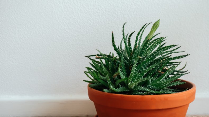 Hedgehog Aloe