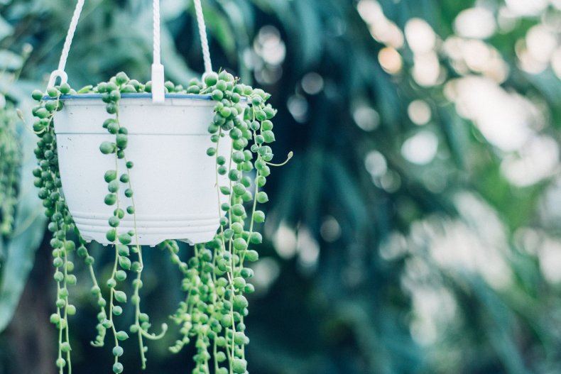 String of pearls