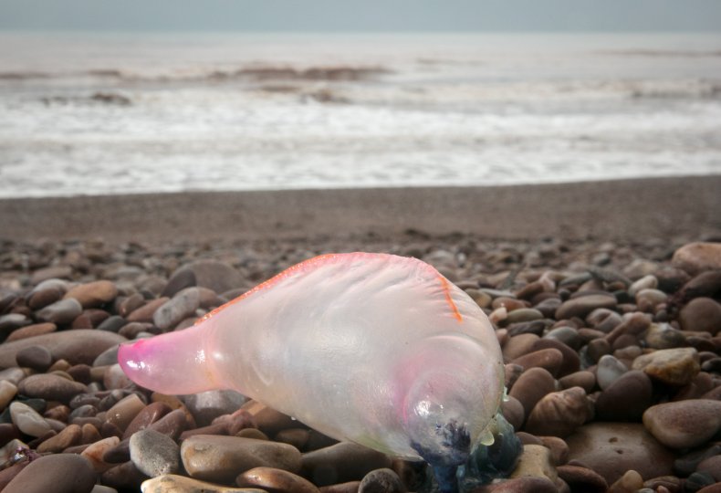Portuguese Man o' War