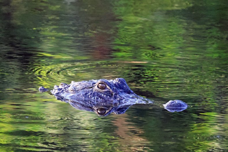 Un alligator en Floride