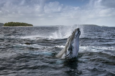 CUL_Secret Life of Whales_03