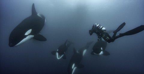 CUL_Secret Life of Whales_05