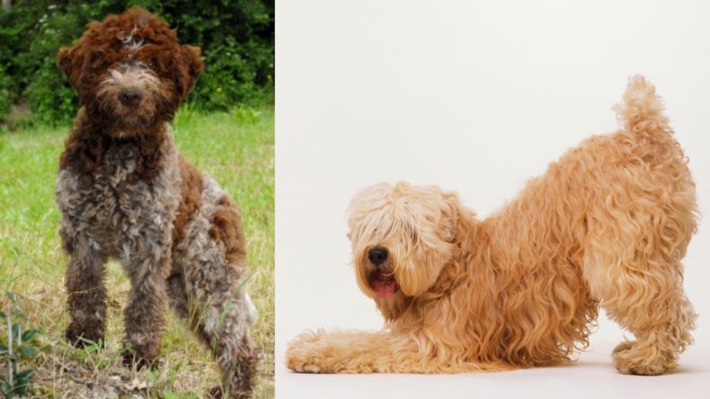 Lagotto Romagnolos and Wheaten Terriers Dog Breeds