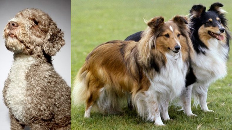Spanish Water Dogs Shetland Sheepdogs Dog Breeds
