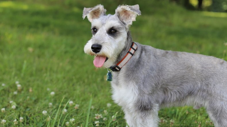 Miniature Schnauzers Dog Breeds