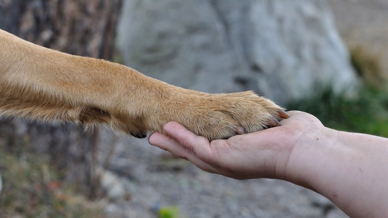 Dog Paws