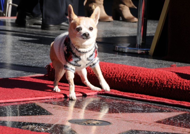 Legally Blonde Chihuahua