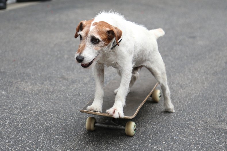 Uggie