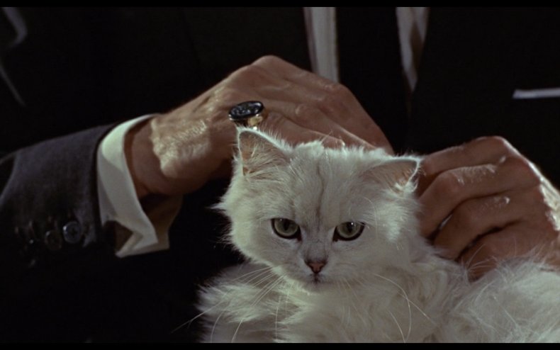 Blofeld cat