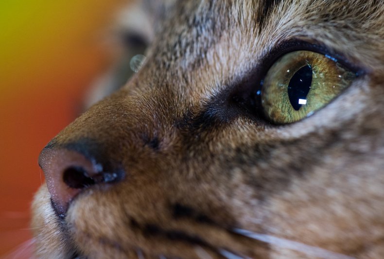 Mrs Norris cat