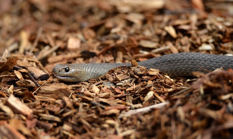 An eastern brown snake