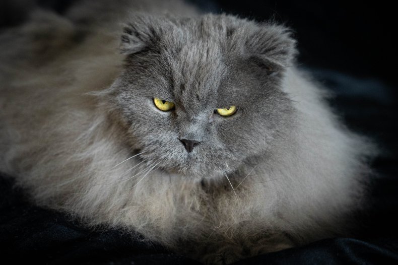 Highlander cat