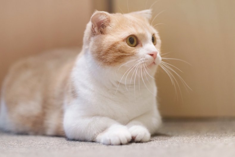 Munchkin cat