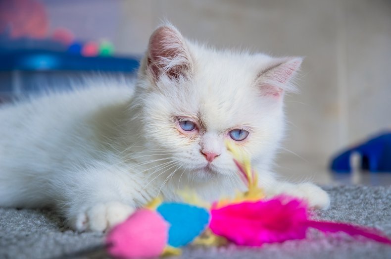 Napoleon Cat