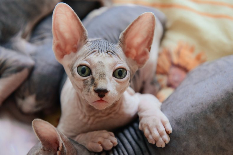 Peterbald cat
