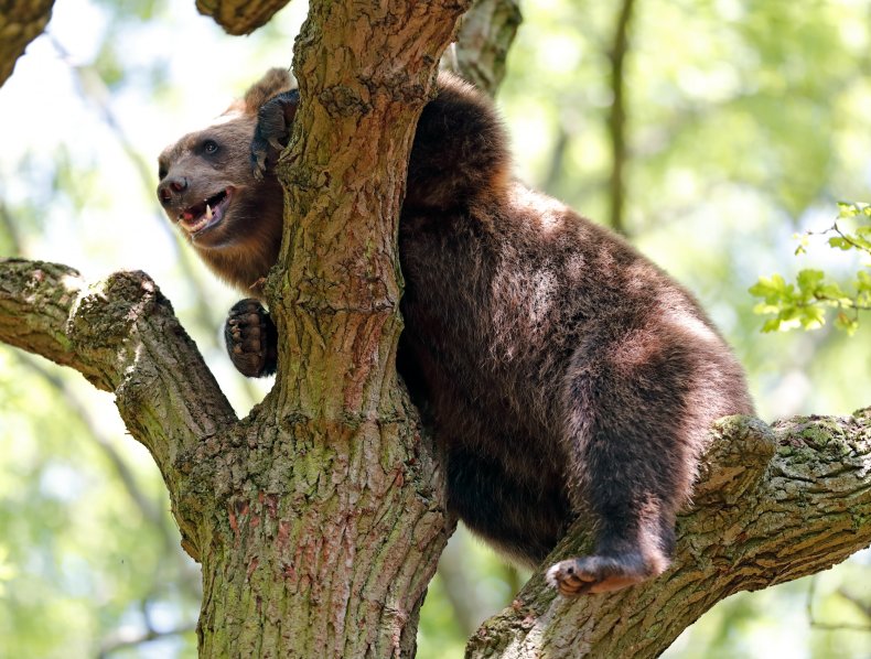Brown bear