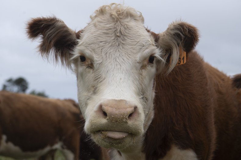 cow staring into camera