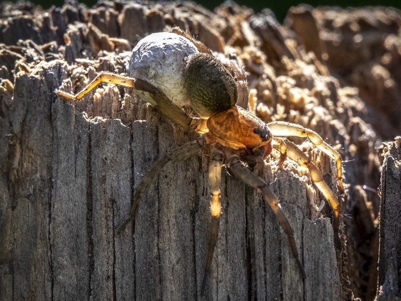 Brown Spider