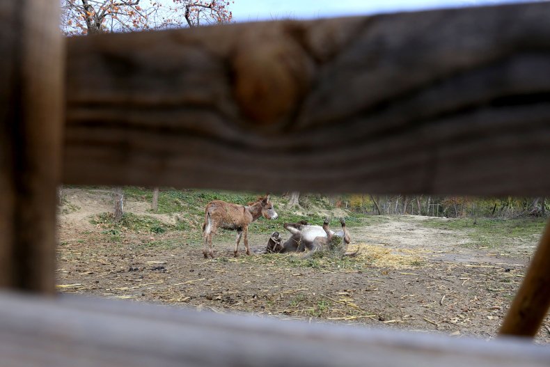 donkey in pasture
