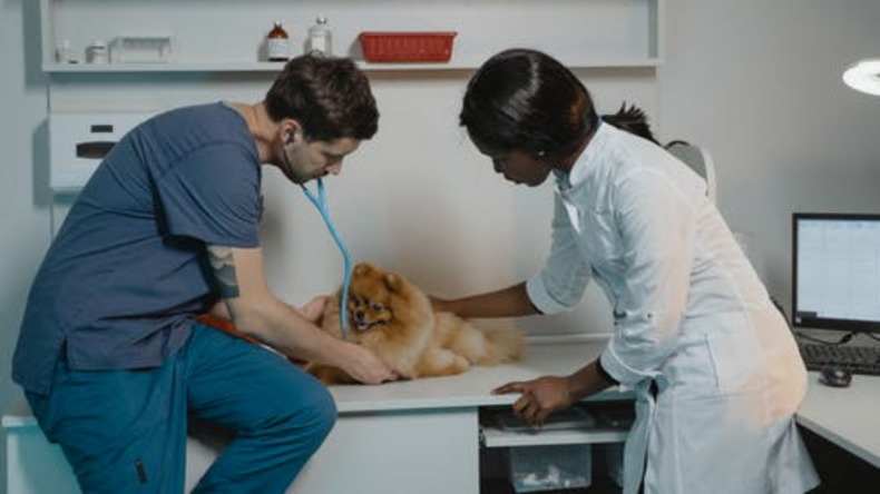 vet