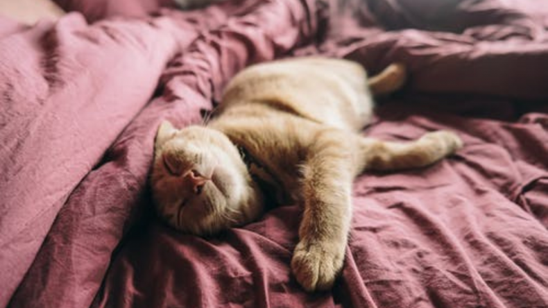 cute cat
