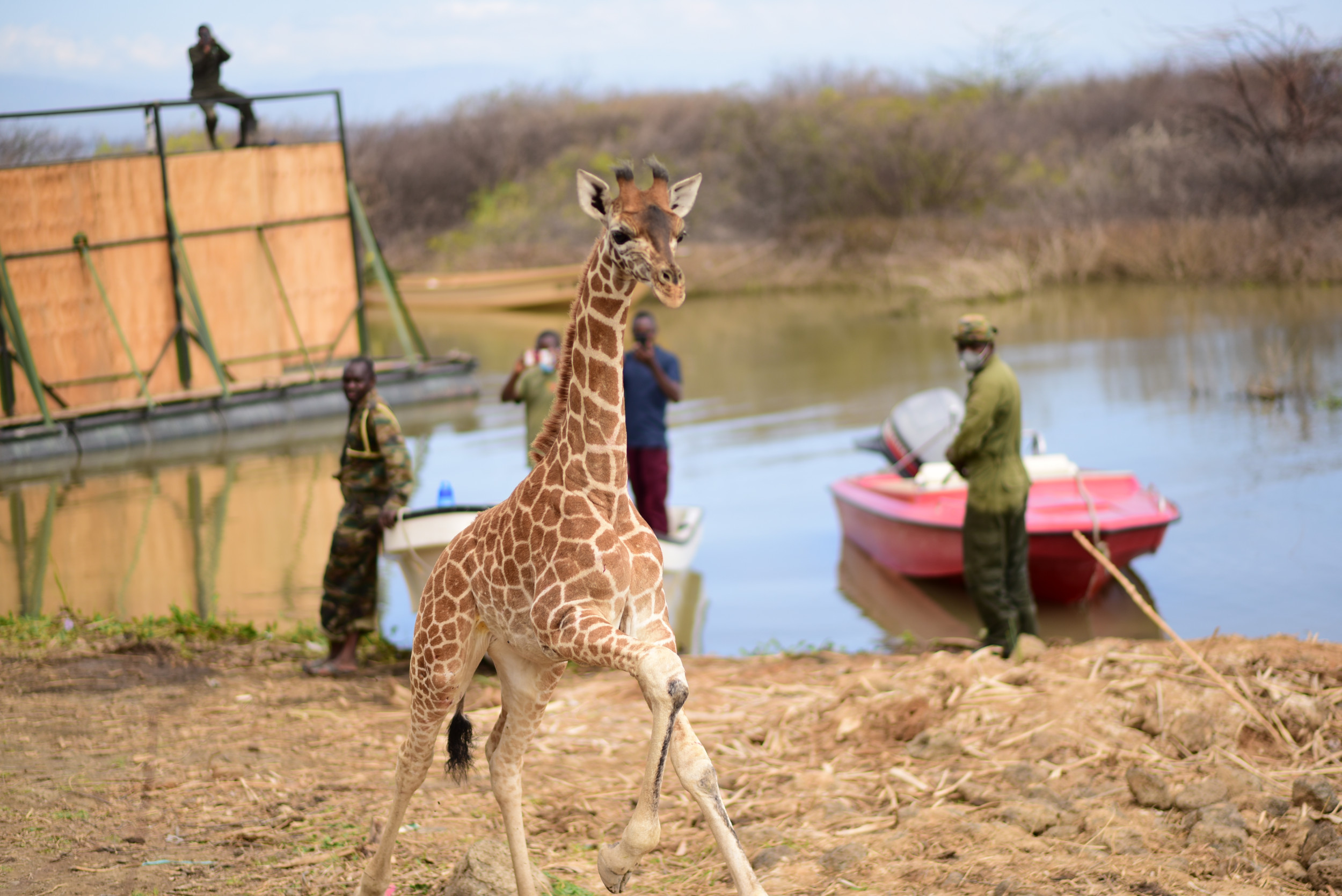 Incredible Photos Show Baby Giraffe Riding Barge To Escape Flooding Island Incredible Photos Show Baby Giraffe Riding Barge To Escape Flooding Island