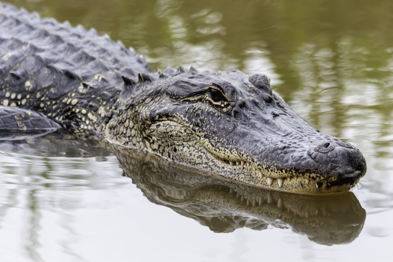 An alligator swimming in a swamp