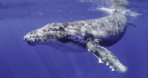 Humpback Whale Calf