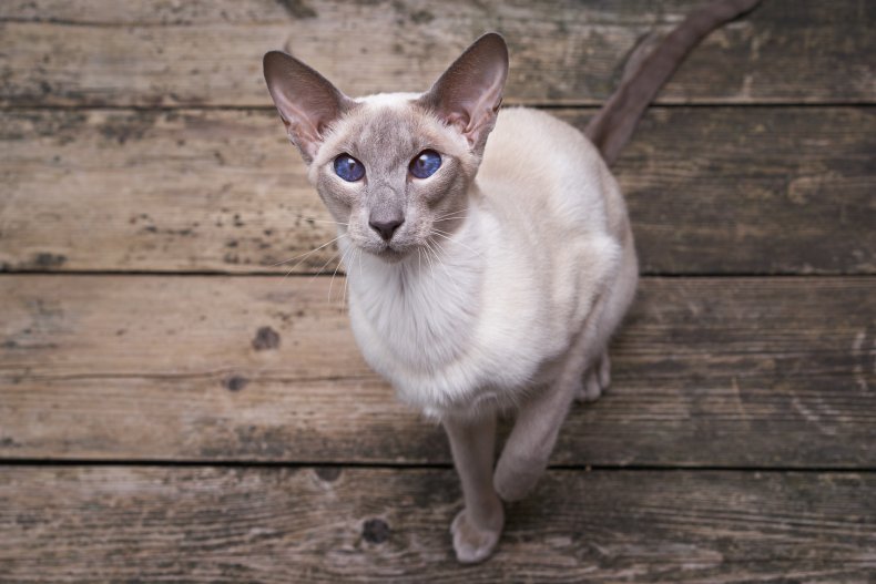 Oriental Shorthair cat