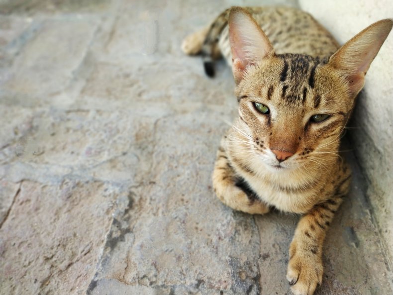 Savannah Cat