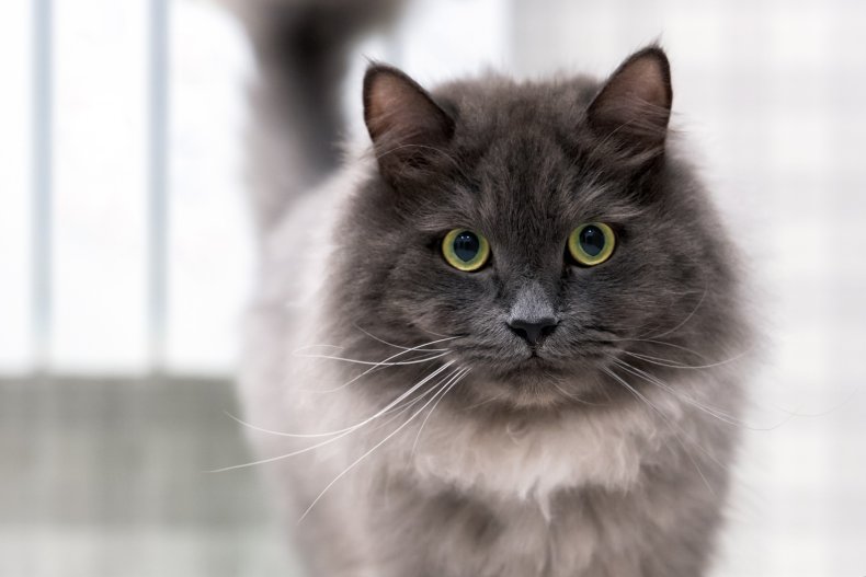Nebelung cat